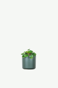 Peperomia Lemon Lime plants ecommerce product featured img 12
