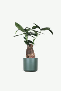 Pachira Braid plants ecommerce product featured img 13