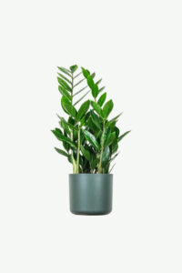 Zz Plants plants ecommerce product featured img 16