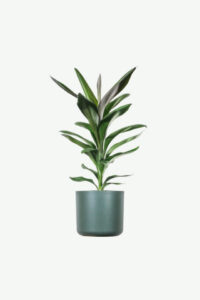 Dracaena Lisa plants ecommerce product featured img 20