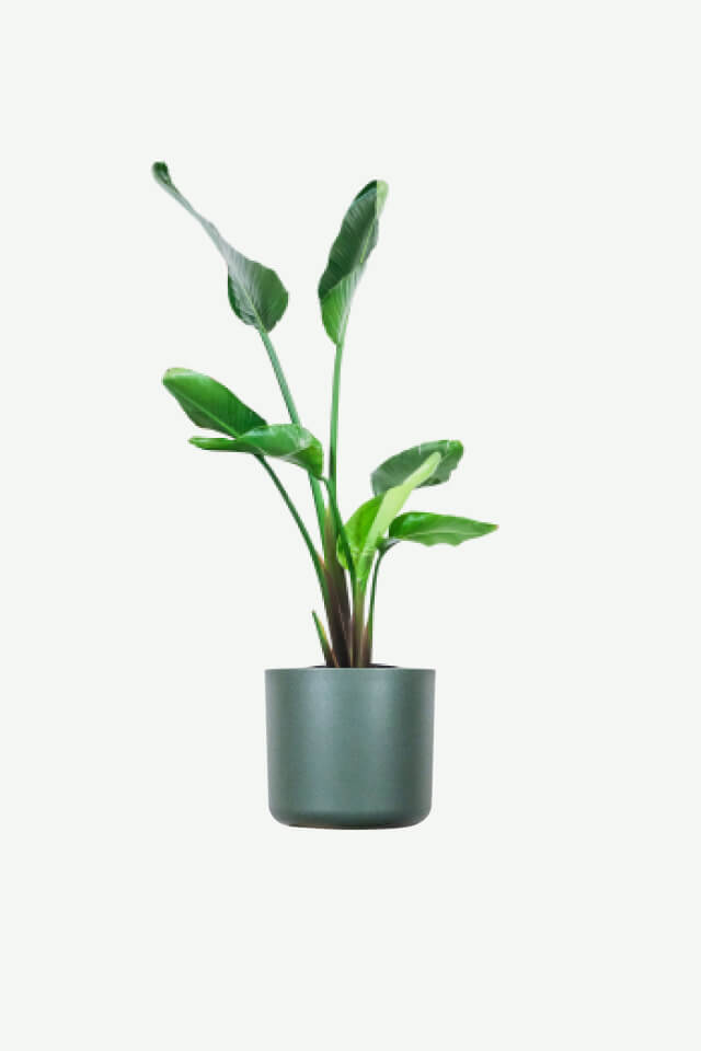 Bird of Paradise plants ecommerce product featured img 4