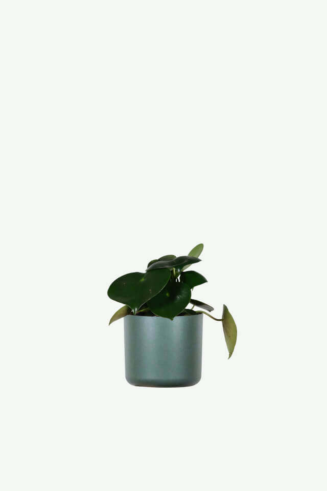 Hoya Obovatum plants ecommerce product featured img 5