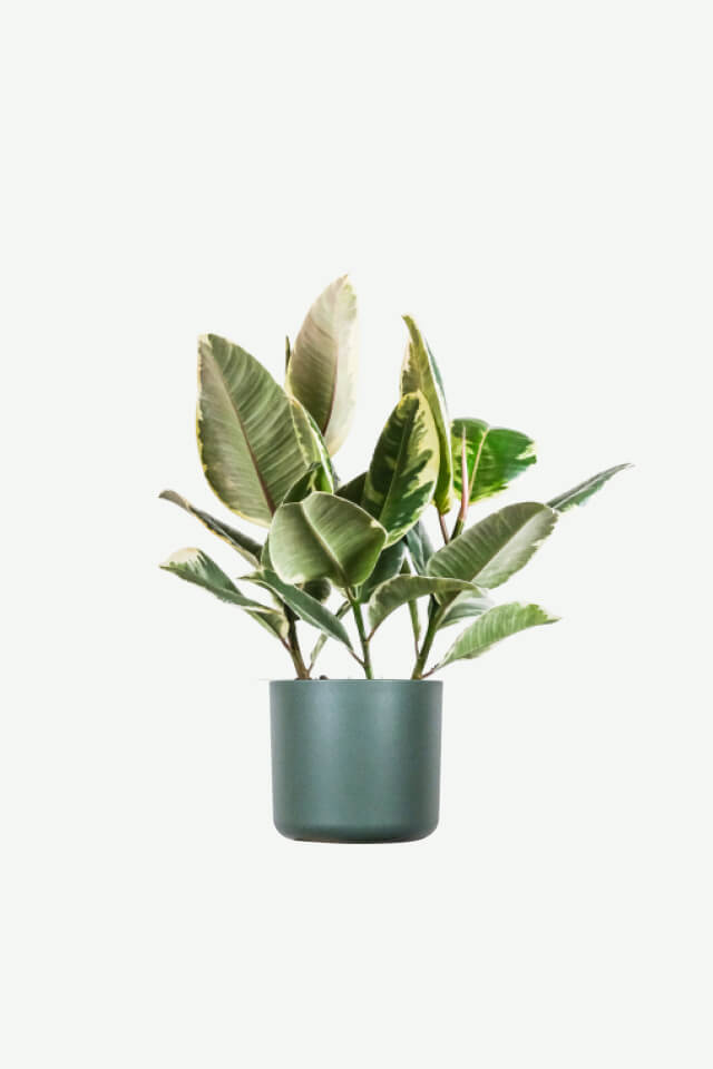 Calathea Beauty Star plants ecommerce product featured img 7